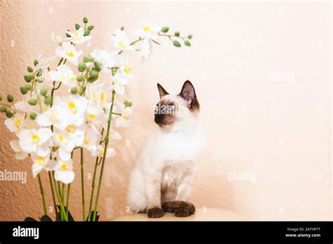 Portrait of beautiful Siamese cat. Cute siamese kitten posing, making ...