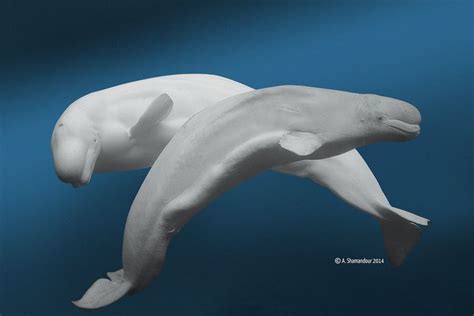 Beluga Whale Anatomy - Abba Humananatomy