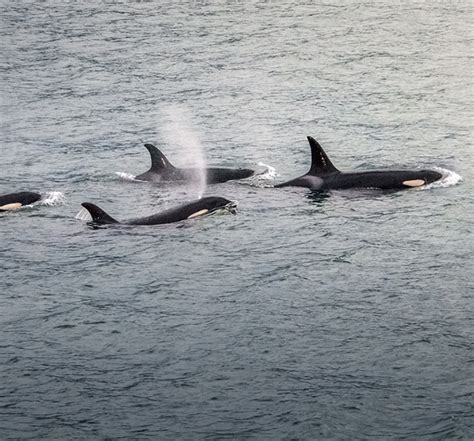 Orca recovery bills passed - Washington Conservation Action