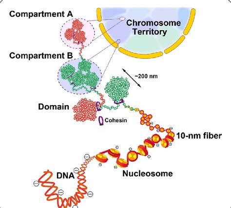 Hierarchical Chromatin Organization In The Nucleus A Simplified View