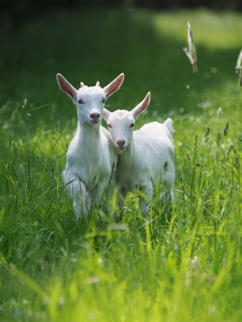 White Goat Breeds Farmhouse Guide