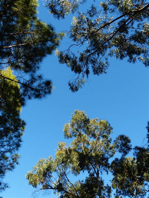 Kostenlose Foto Baum Natur Wald Ast Himmel Sonnenlicht Blatt