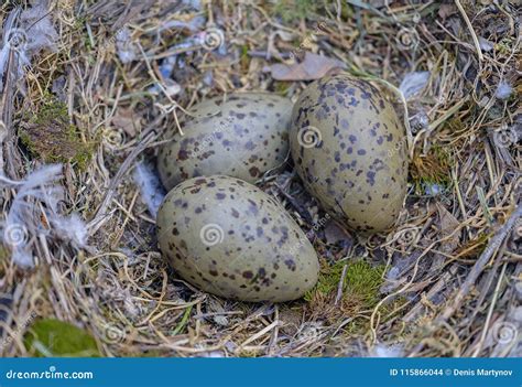 Seagull eggs in nest 2 stock photo. Image of seaside - 115866044