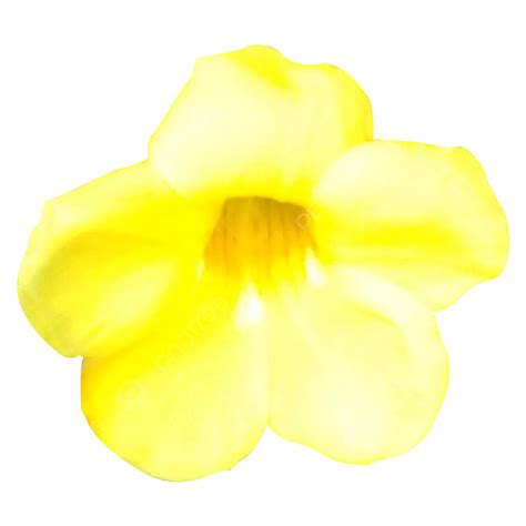 Flor De Ghonta Png Ghonta Flores Flor Amarilla Png Y Psd Para