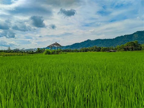 Landscape view of green rice farm with mountain background 22595836 ...