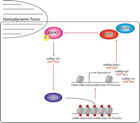 Reciprocal Signaling Between MAPK7 Activity And EZH2 Expression In