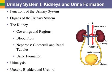 Ppt Urinary System L 1 Functional Structures Of The Kidney Powerpoint ...