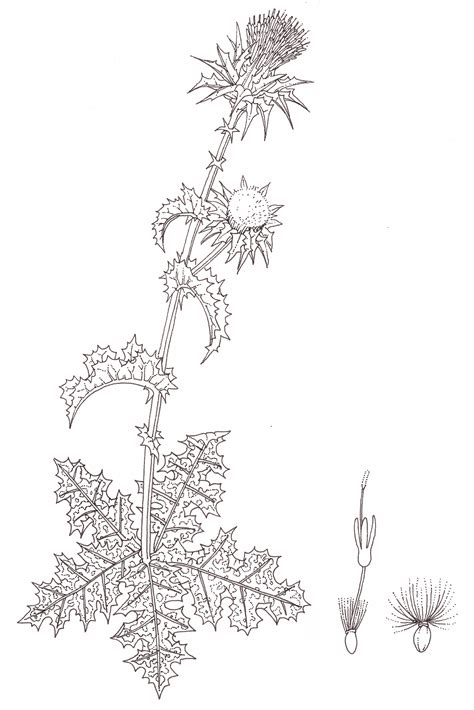 Milk Thistle Drawing