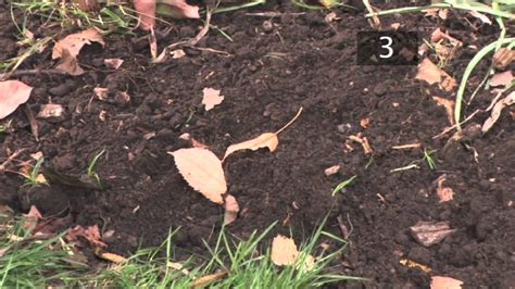 How And When To Plant Tulip Bulbs Youtube