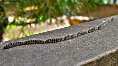 Pine Processionary Caterpillars Rabiem Flickr