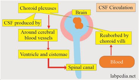 Cerebrospinal Fluid Analysis Part 1 Cerebrospinal Fluid CSF