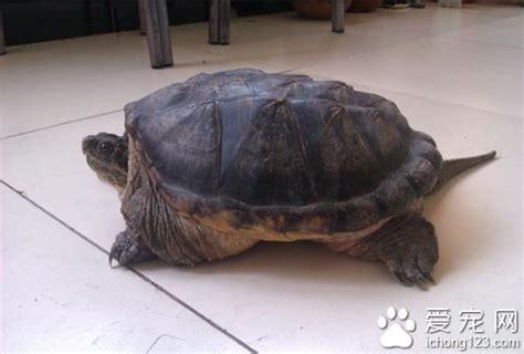 飼養小烏龜 飼養小烏龜時的幾個注意事項 愛寵物咨詢網