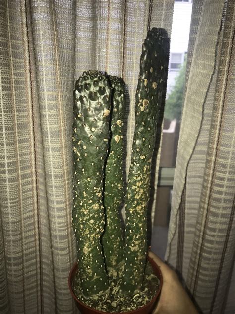 What Are These Cacti R Whatsthisplant