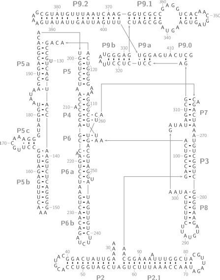 The Secondary Structure Of The Tetrahymena Ribozyme Consists Of A