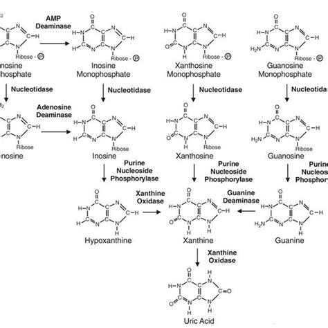 2 Synthesis of allantoin from uric acid. | Download Scientific Diagram