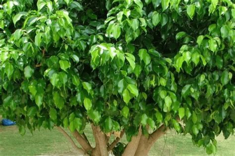 Ficus Benjamina Guía De Cuidados Y Consejos Prácticos