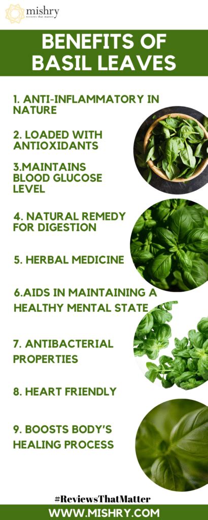 16 Amazing Health Benefits of Eating Basil Leaves Daily - How To Ripe