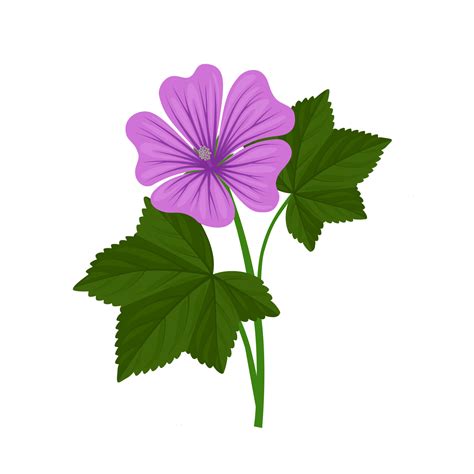 Ilustraci N Vectorial Flor De Malva O Flor De Malva Aislada En Fondo