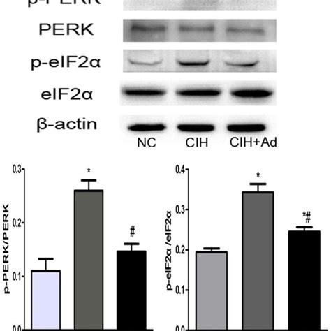 The Protein Levels Of P Perk Perk P Eif2α Eif2α Western Blot Bands Download Scientific