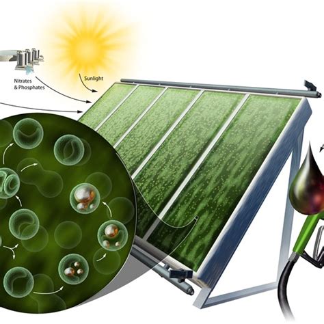 Nicolle Rager Fuller - Scientific Illustrator | Bellevue 