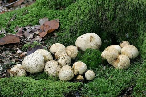 11 Common Mushrooms In Texas Star Mushroom Farms