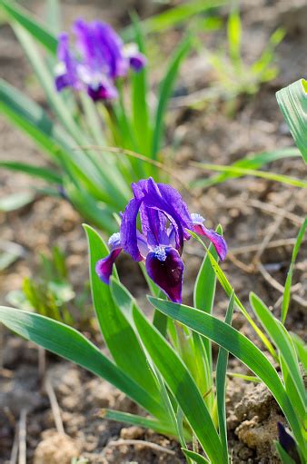 Purple Dwarf Iris Stock Photo - Download Image Now - Backgrounds, Blue, Flower - iStock