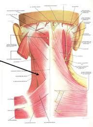 Regi N Posterior Del Cuello Blog De Fisioterapia