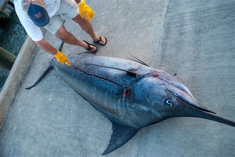 Blue Marlin Fish