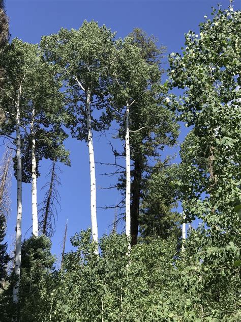 Best Trails in Weminuche Wilderness - Colorado | AllTrails