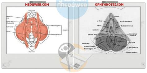 Pelvic floor anatomy definition and layers - Meduweb