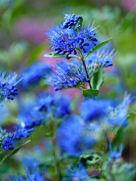 How To Plant And Grow Bluebeard Plants