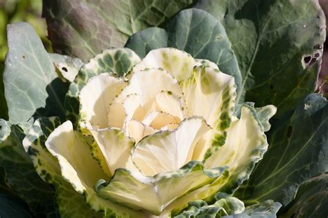 Süs Lahana Brassica Oleracea Pixabay de ücretsiz fotoğraf Pixabay