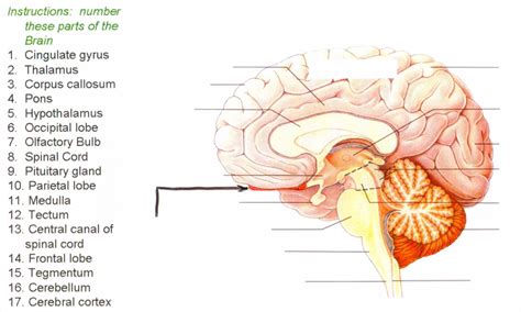 Brain Diagram Part 2 Diagram Quizlet