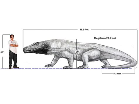 Komodo Dragon Size Comparison