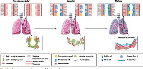 Figure 1 from In Vitro Models to Study Human Lung Development, Disease ...