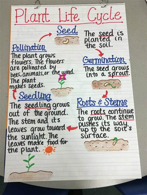 17 Creative Ways To Teach Plant Life Cycle Weareteachers