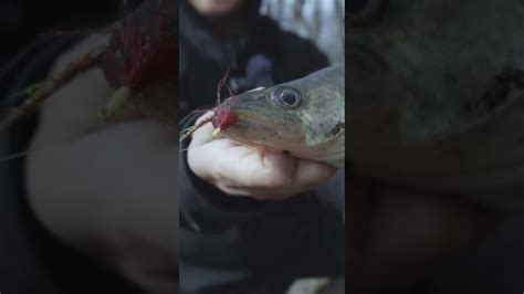 Pumping Flies For Walleyes Youtube