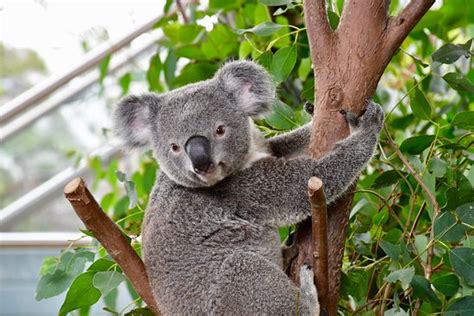 Koala's - Review of WILD LIFE Sydney Zoo, Sydney, Australia - Tripadvisor