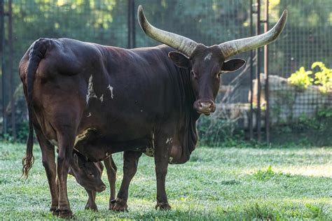 Wrocławskie zoo szuka imienia dla krowy z największymi rogami na