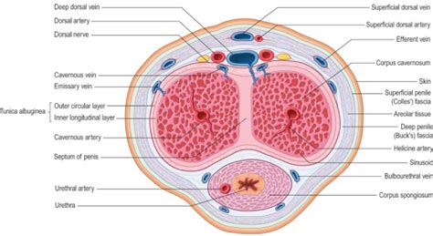 P Anatomy Diagram Quizlet