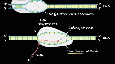 Transcription and mRNA processing | Biomolecules | MCAT | Khan Academy ...