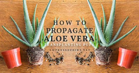 Aloe Vera How To Propagate New Plants From Pups