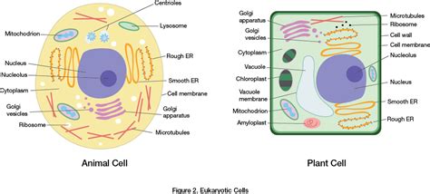 Eukaryotic Plant Cell Diagram Labeled