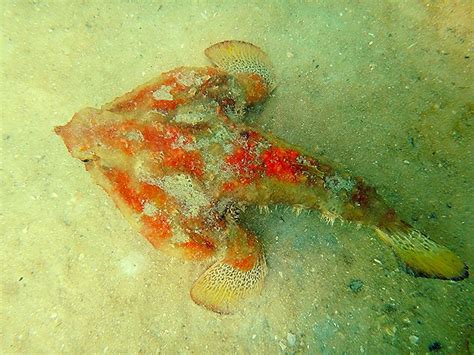 Polka Dot Batfish Ogcocephalus Cubifrons Flamingo Bay Sn Flickr