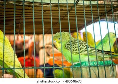 Cute Parrots Stock Photo 483648670 | Shutterstock