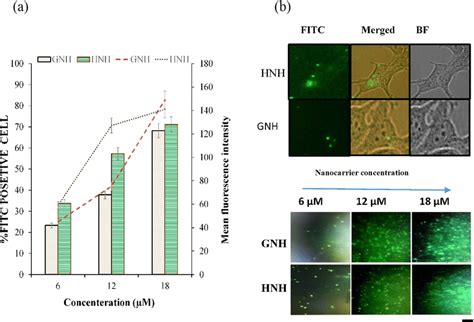 Cellular Uptake Of Fitc Labeled Hnh And Gnh Nanocarriers A The