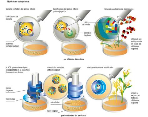 La Tecnología Del Adn Recombinante Ingeniería Genética