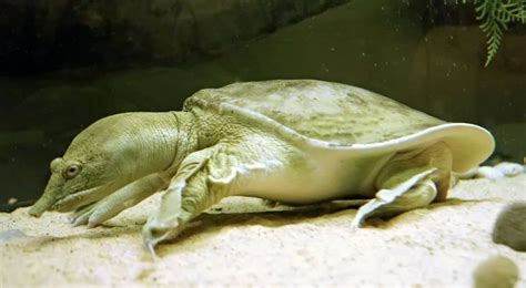 chinese softshell turtle pelodiscus sinensis  turtles