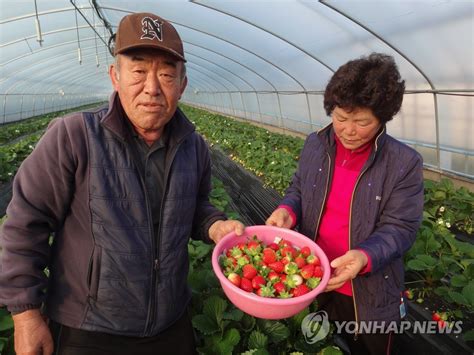 청주 청원 생명딸기 본격 출하 연합뉴스