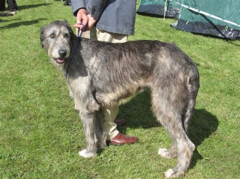 Deerhound Levriero Inglese A Pelo Ruvido Razza Descrizione